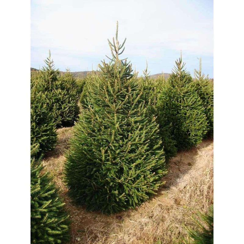 Buy Norway Spruce Online Deer Resistant Evergreen Tree Bay Gardens