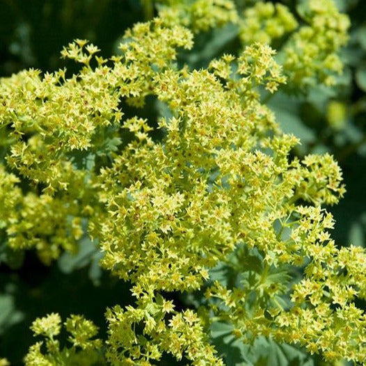 Alchemilla mollis 'Thriller' – Bay Gardens