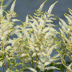 Buy White Astilbe Bridal Veil Online Shade Perennials For Sale Bay Gardens