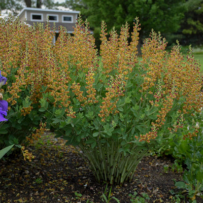 Achillea millefolium Saucy Seduction Yarrow – PlantsInTheCity