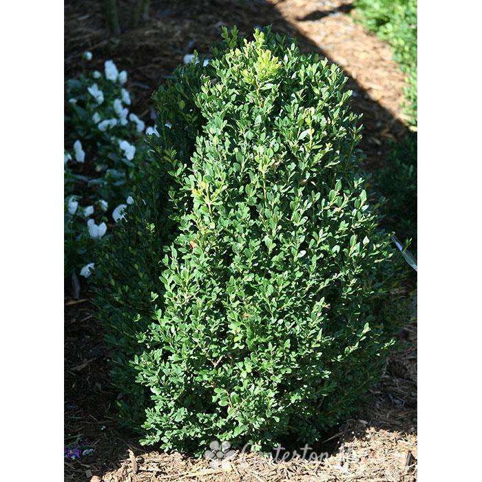 Boxwood 'Green Mountain' - Bay Gardens product image