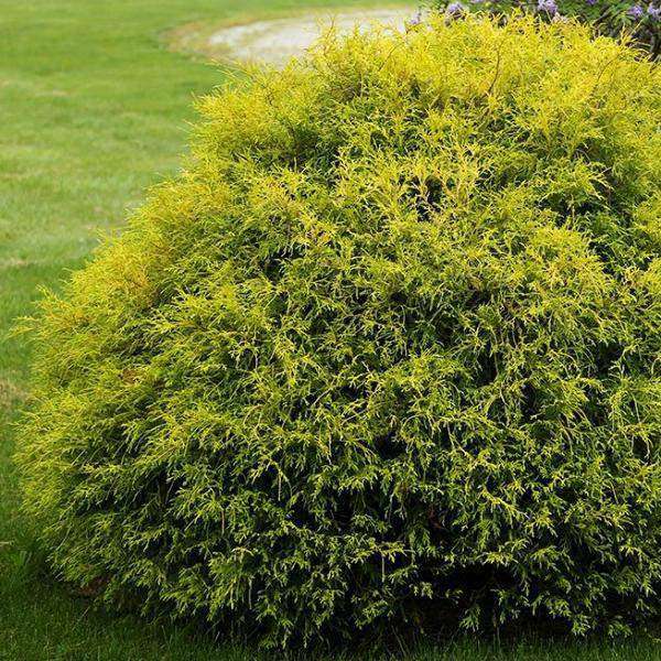 Buy Gold Thread Cypress Online | Colorful Evergreen Shrub |Bay Gardens