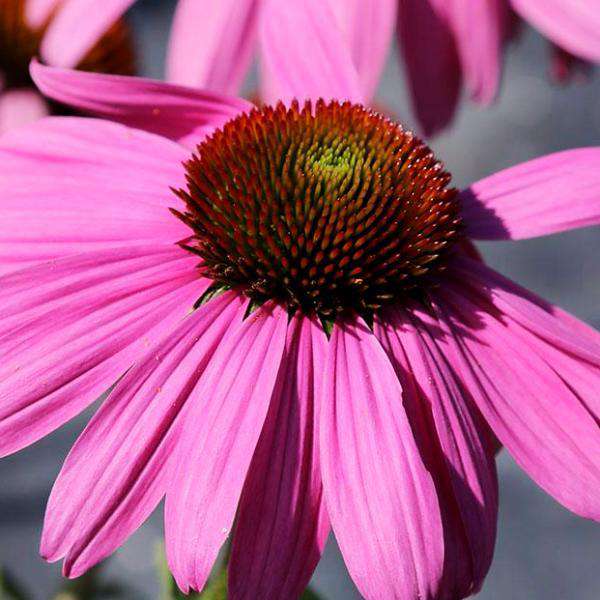 purple coneflower plants for sale