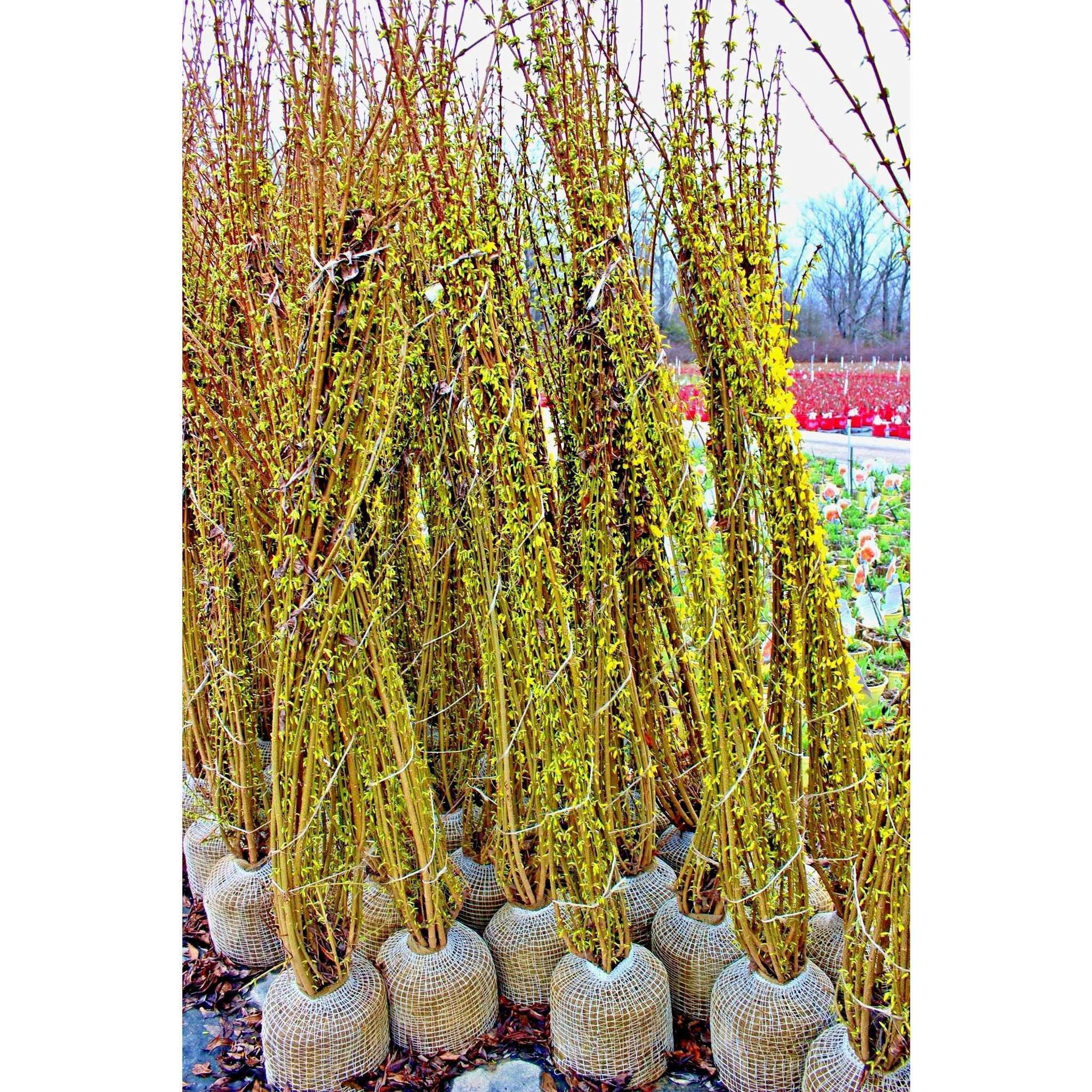 Buy Forsythia Online | Yellow Flowering Shrub | Bay Gardens