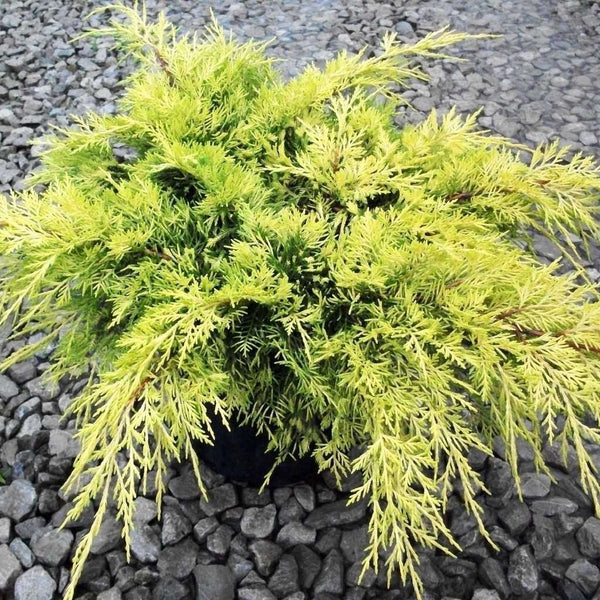 Buy Juniper 'Gold Lace' Online | Evergreen Shrubs | Bay Gardens