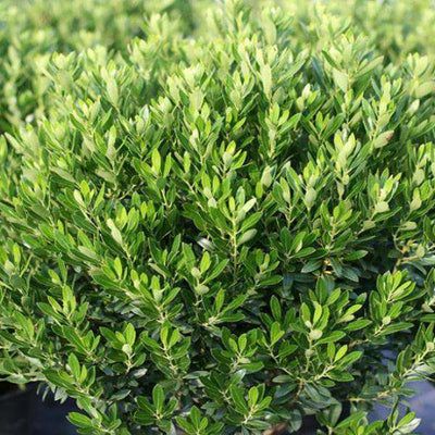 Baby Blue Blue Spruce (Picea pungens 'Baby Blue') in Edmonton St Albert  Sherwood Park Stony Plain Alberta AB at Millcreek Nursery Ltd