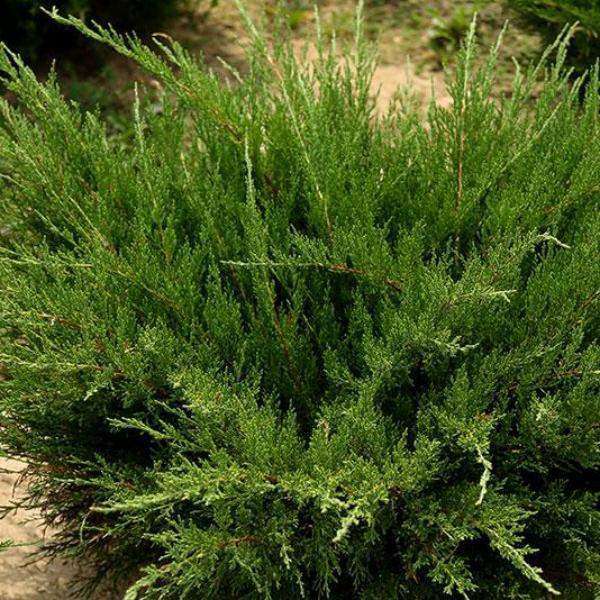 sea green juniper