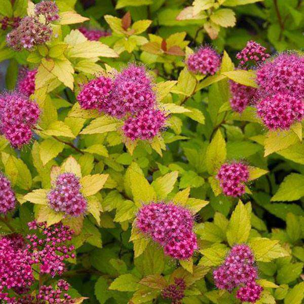 Buy Spiraea x bumalda 'Magic Carpet' Online | Flowering Shrubs | Bay ...