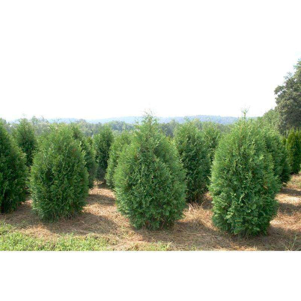 Bay Gardens Shop Trees Shrubs Online