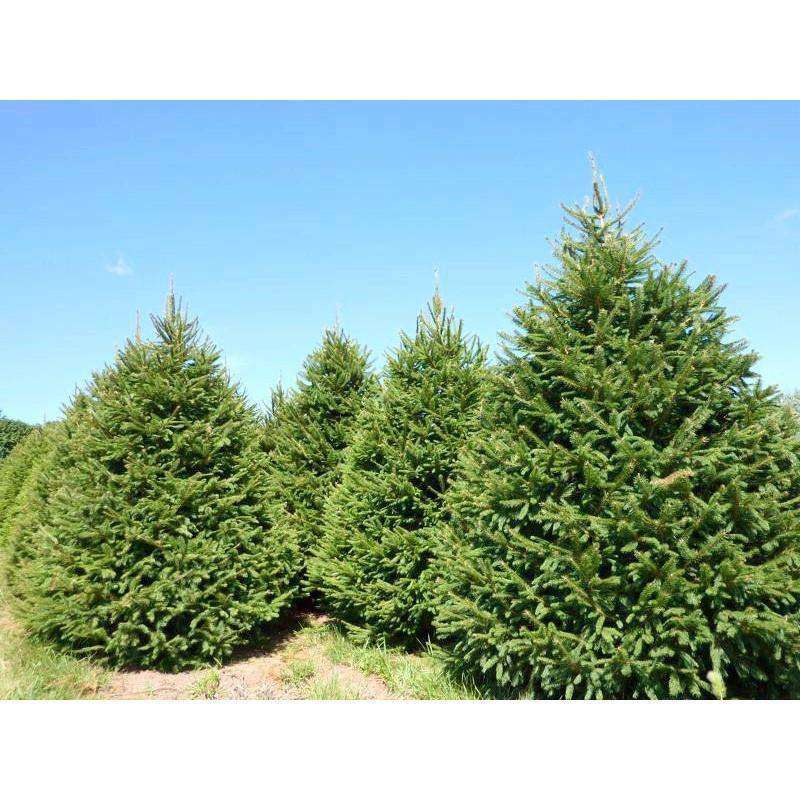 Buy Norway Spruce Online Deer Resistant Evergreen Tree Bay Gardens