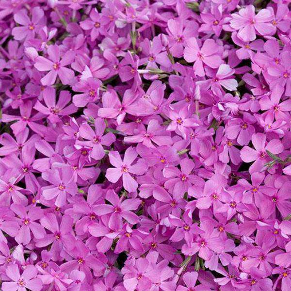 Shop Phlox subulata 'Emerald Pink' | Shade Perennials | Bay Gardens