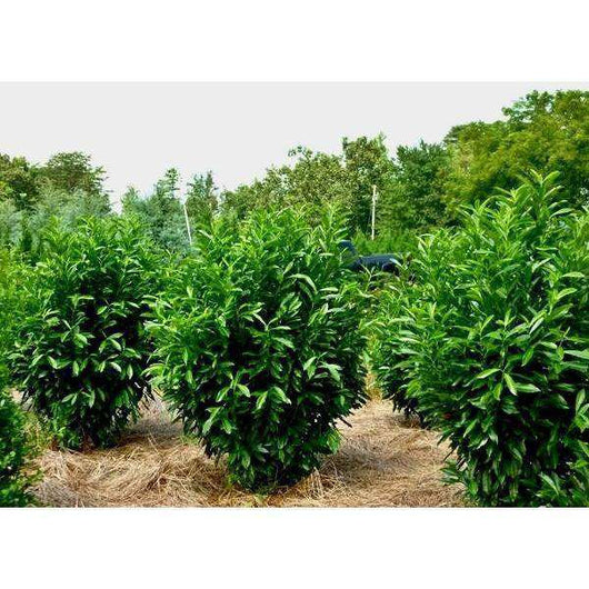 Buy Skip Laurel Online Bay Gardens Online Nursery Bay Gardens