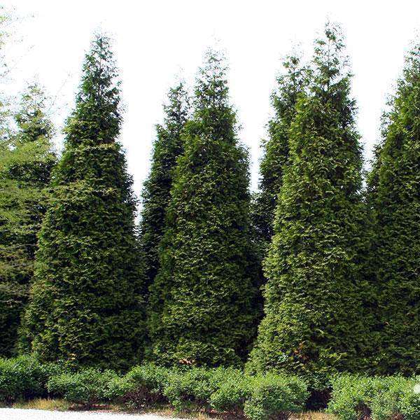 Green Giant Arborvitae Trees Home & Garden