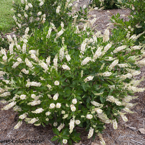 Image of Clethra paniculata (mountain clethra) shrub