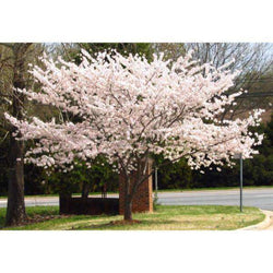 Buy Yoshino Cherry Tree Online Shade Flowering Trees Bay Gardens