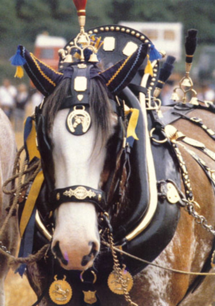 Set of 5 Vintage Horse Brass Medallions Harness Decoration