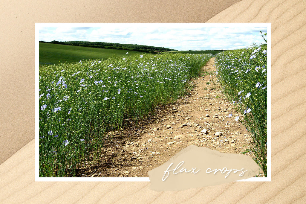 Flax Plant - Facil Blanco