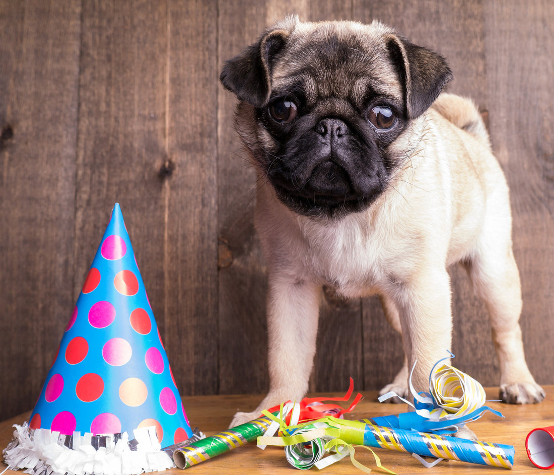 Why Americans Love Celebrating Their Dog’s Birthday – Pawsome Doggie