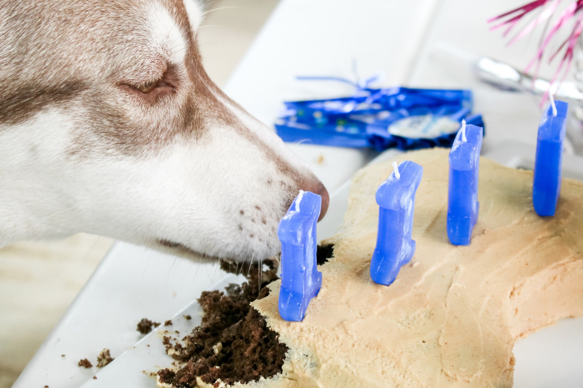 dog bone cake pan