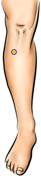 illustrated diagram of a leg with a dot close to the knee cap representing acupressure point