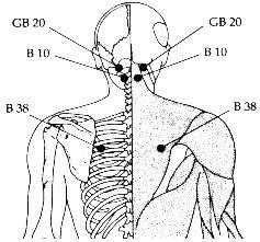 diagram of human anatomy representing skeletal and muscular system with acupressure point