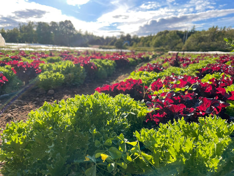 Happy heads of lettuce growing in the field at Maple Bloom Farm