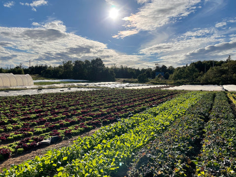 Maple Bloom Farm on a sunny day