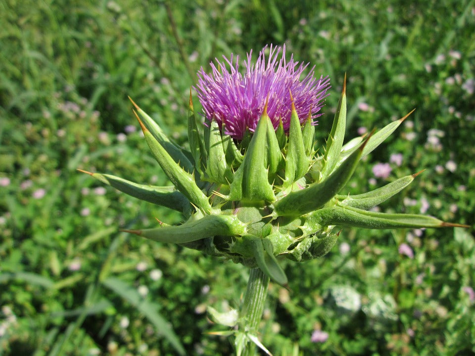 blessed thistle root powder