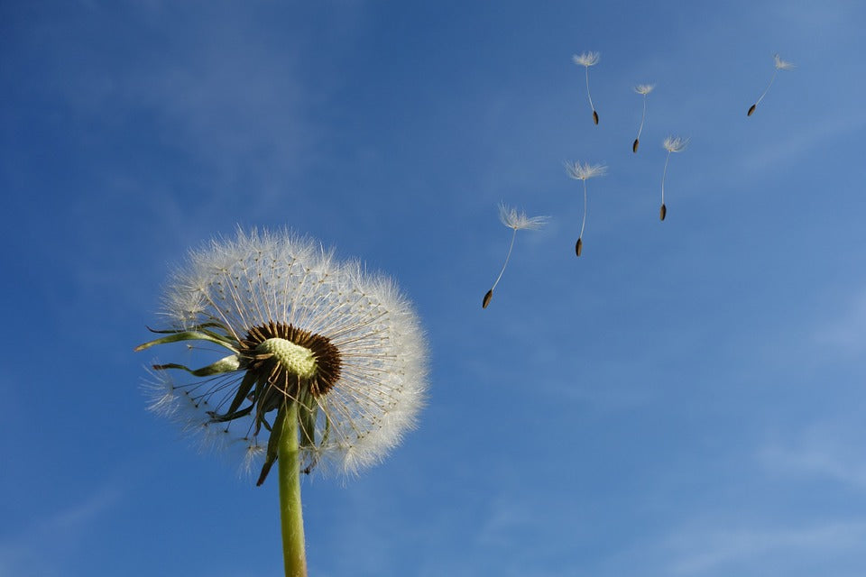 dandelion powder