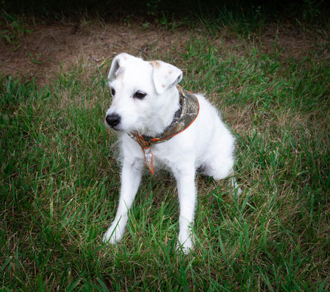 camouflage dog bandana