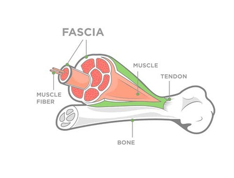 Basic Diagram for fascia