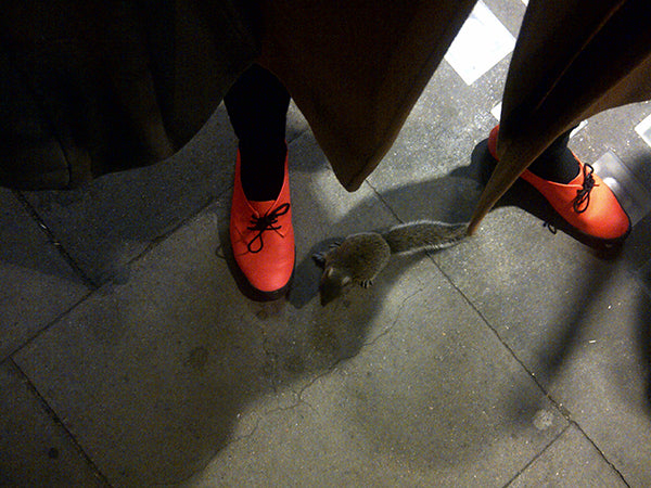 baby squirrel