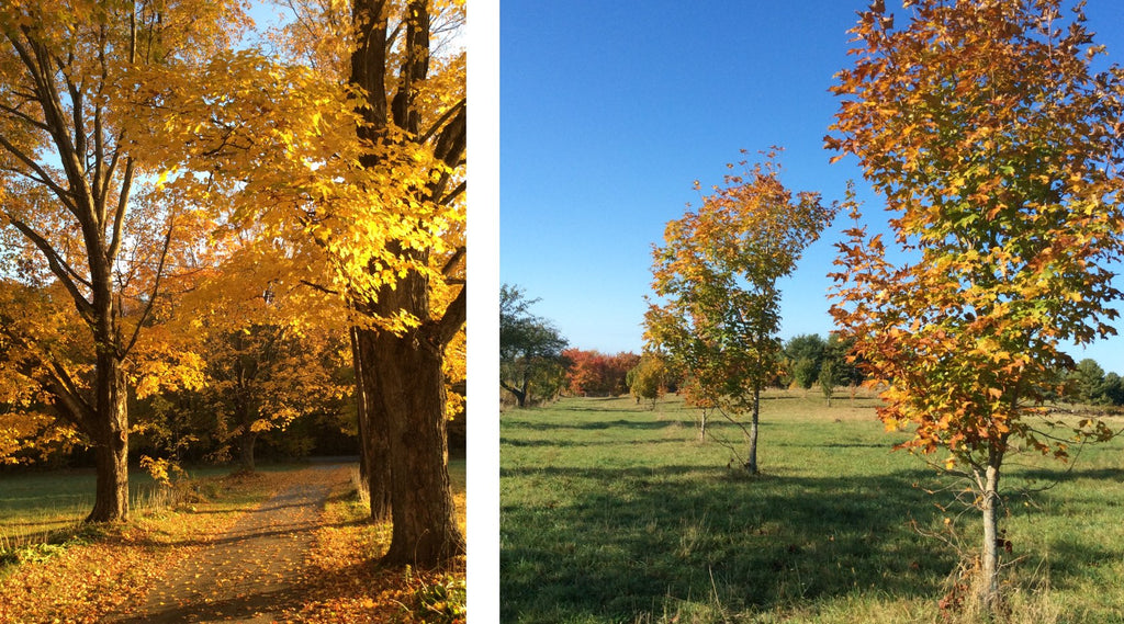 Fall Foliage (Driveway on the left, Sweet Trees on the right)