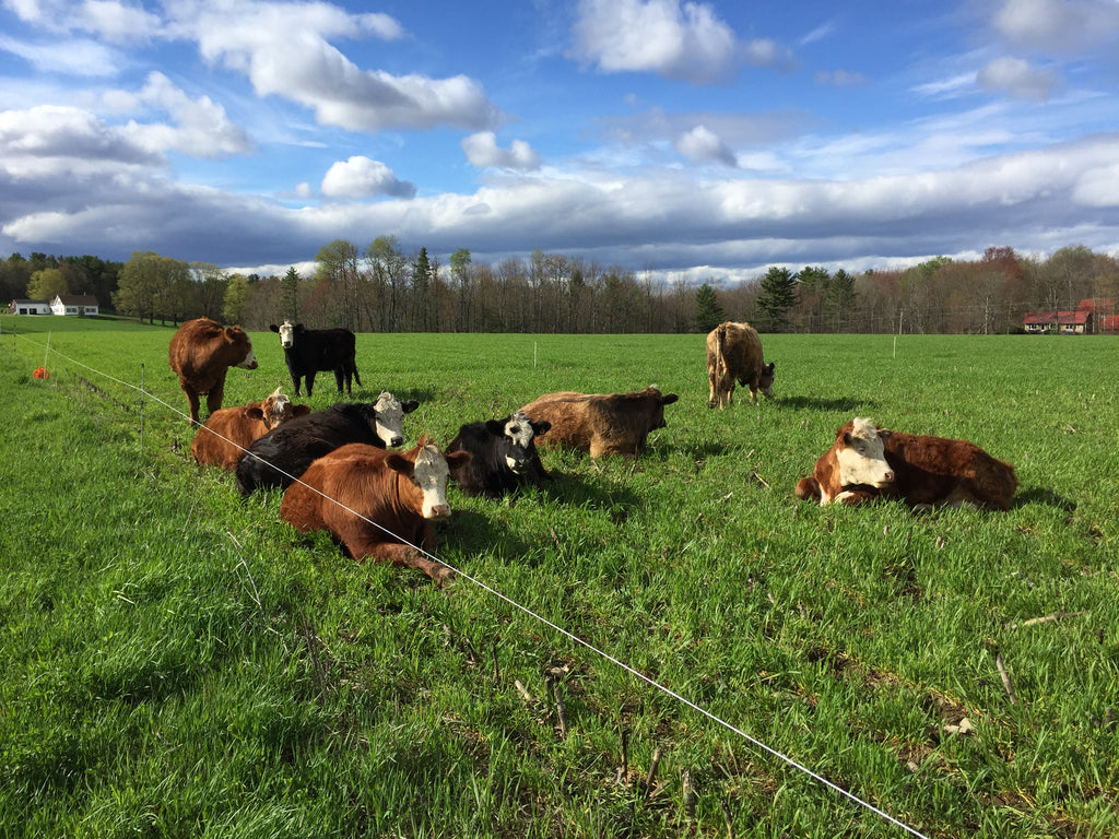 Beef cows on pasture