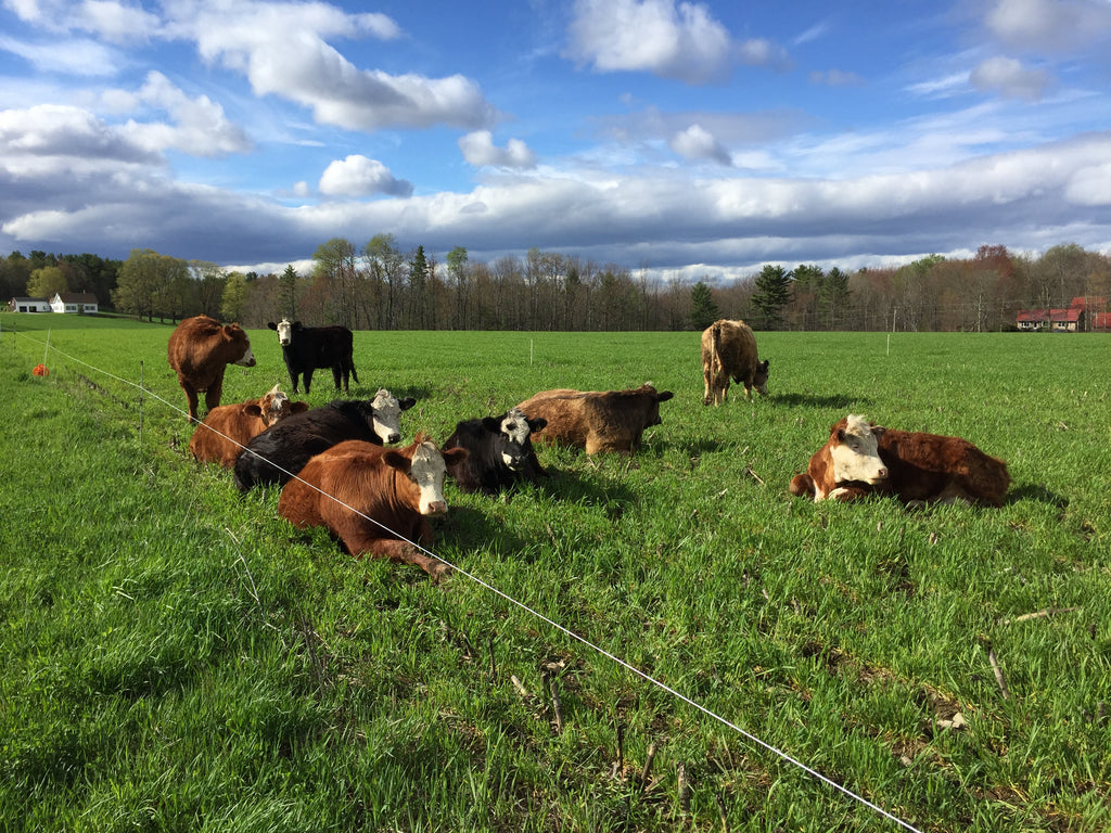 Planting Vegetables and Pasturing Animals in 2017