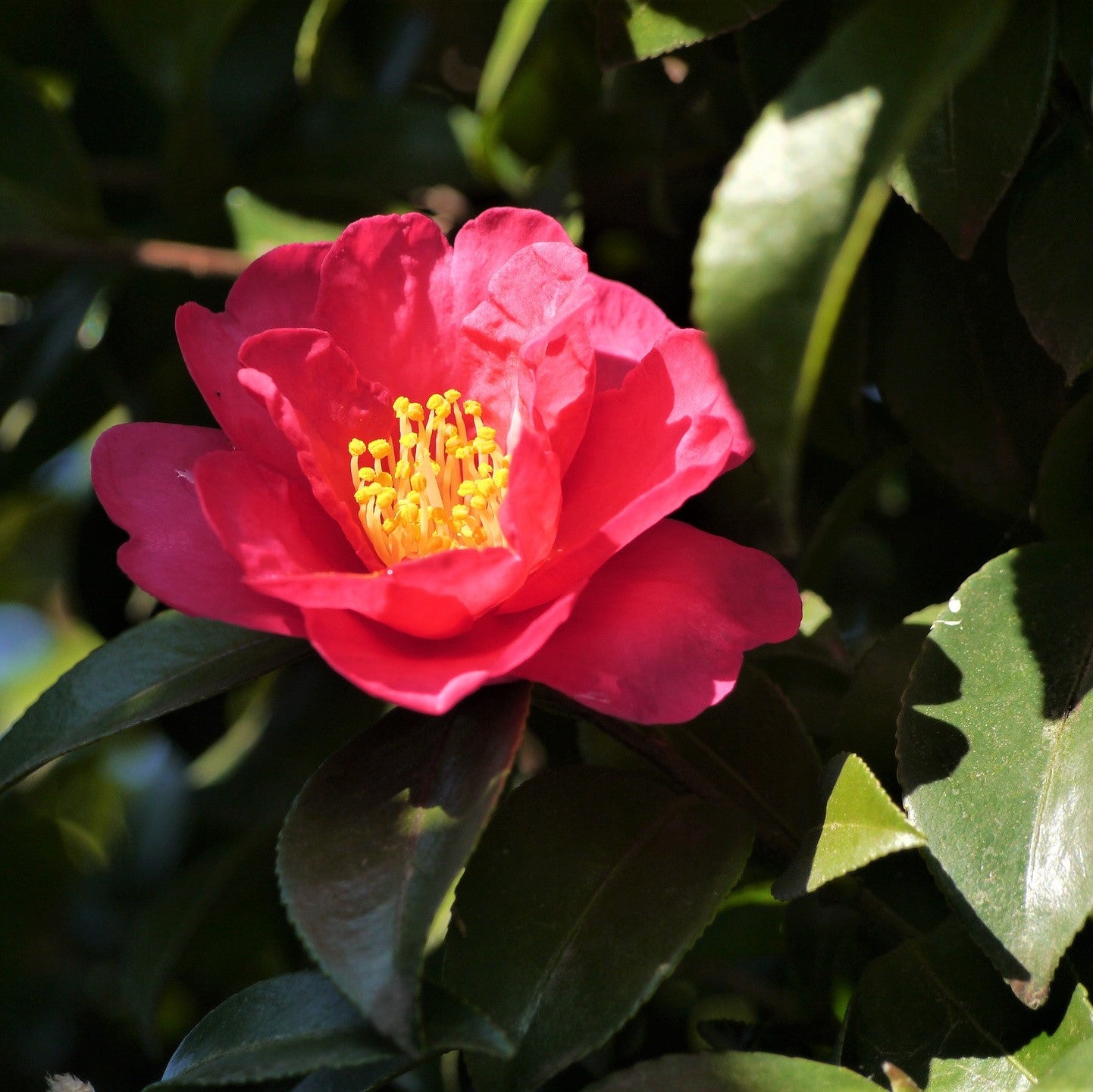 Plant Sansanqua Camellias Rexius - 