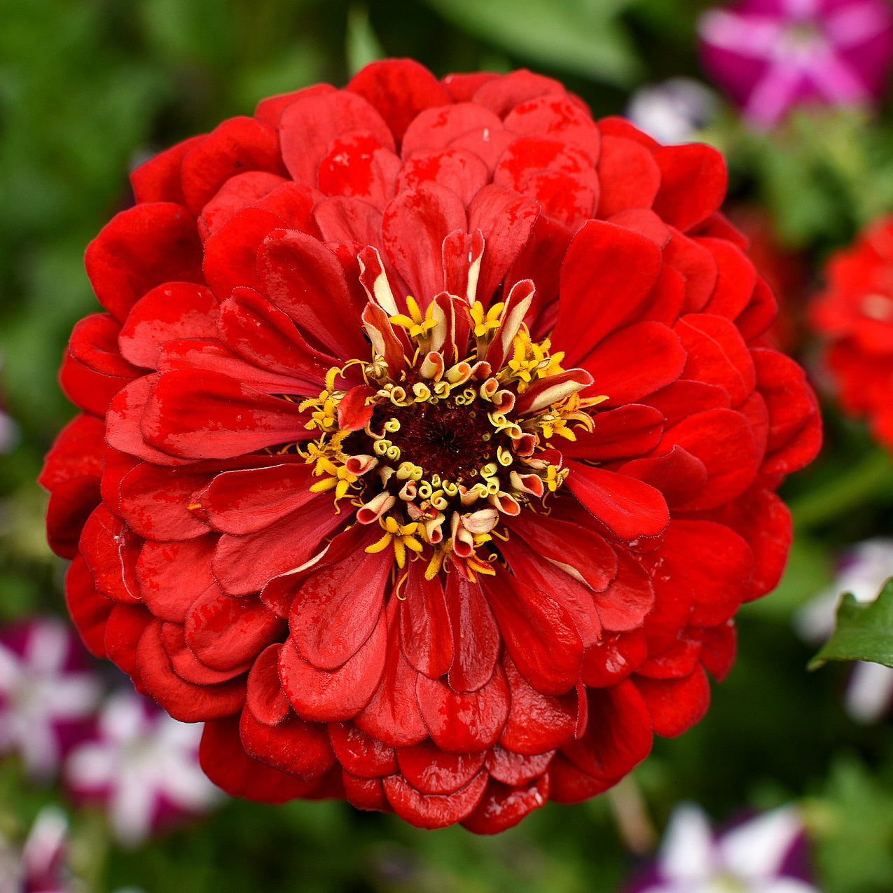 starting zinnias from seed indoors