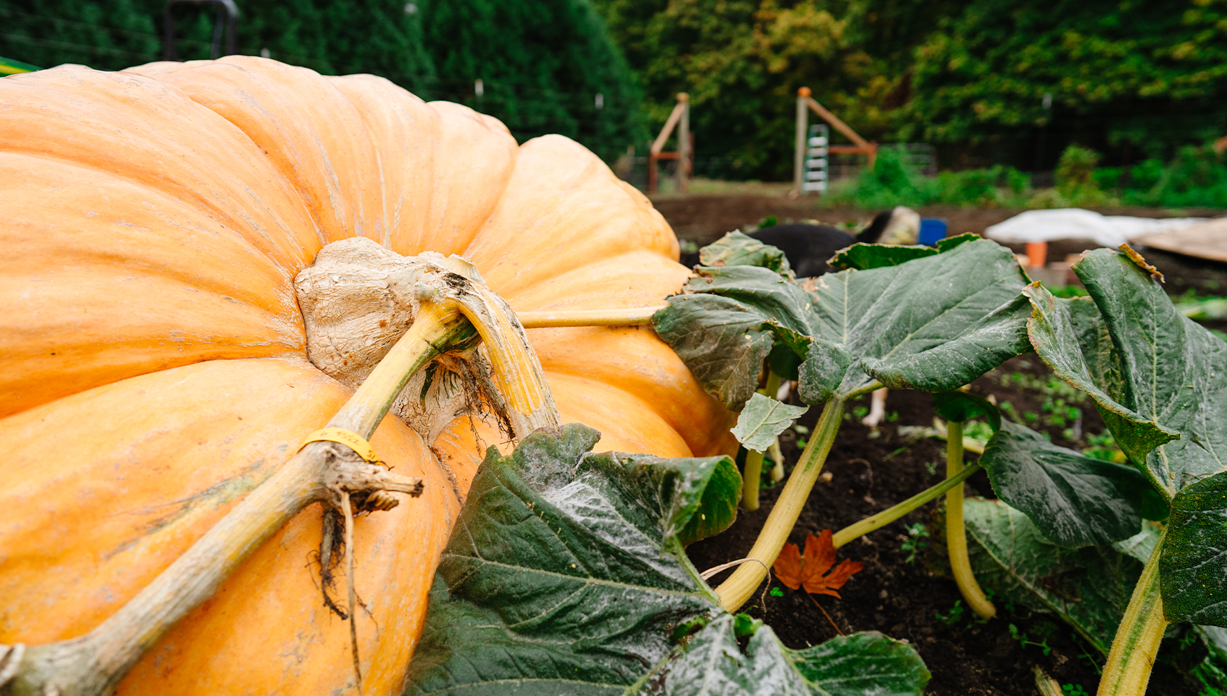 Giant Pumpkin