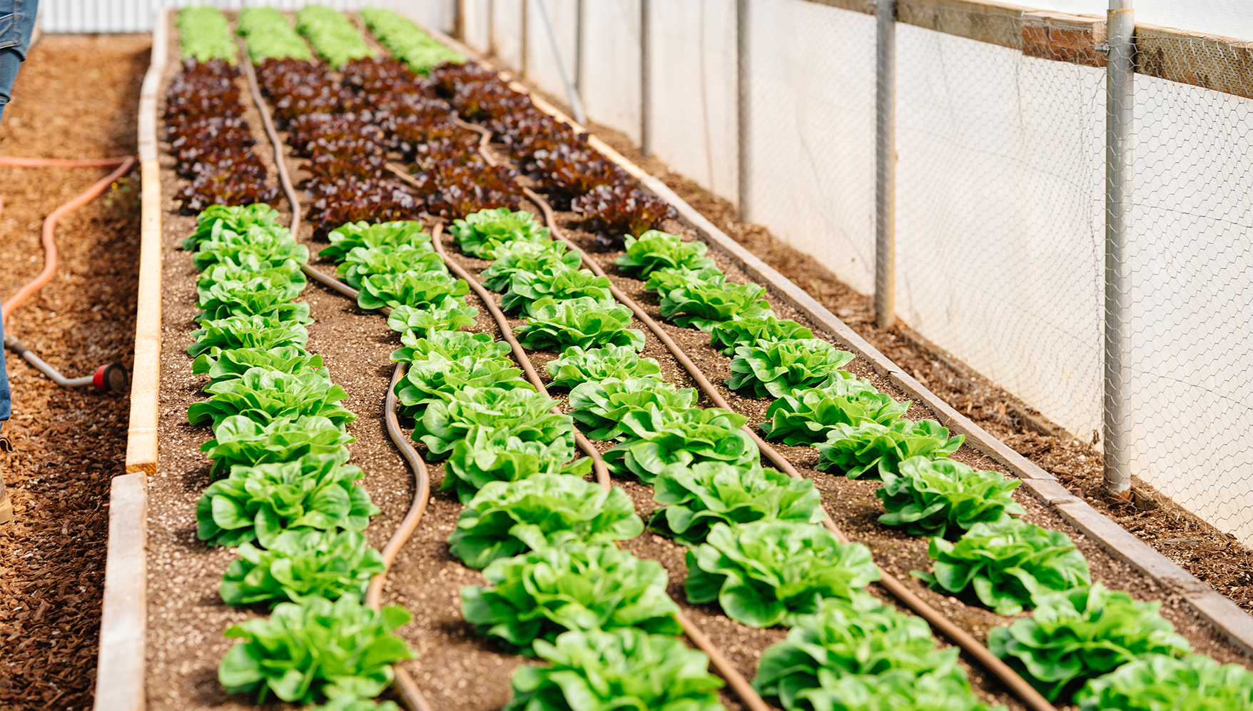Row of lettuce in a raised garden bed at King Estate