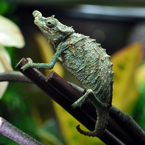 Chameleons – Page 2 – Reptile Pets Direct