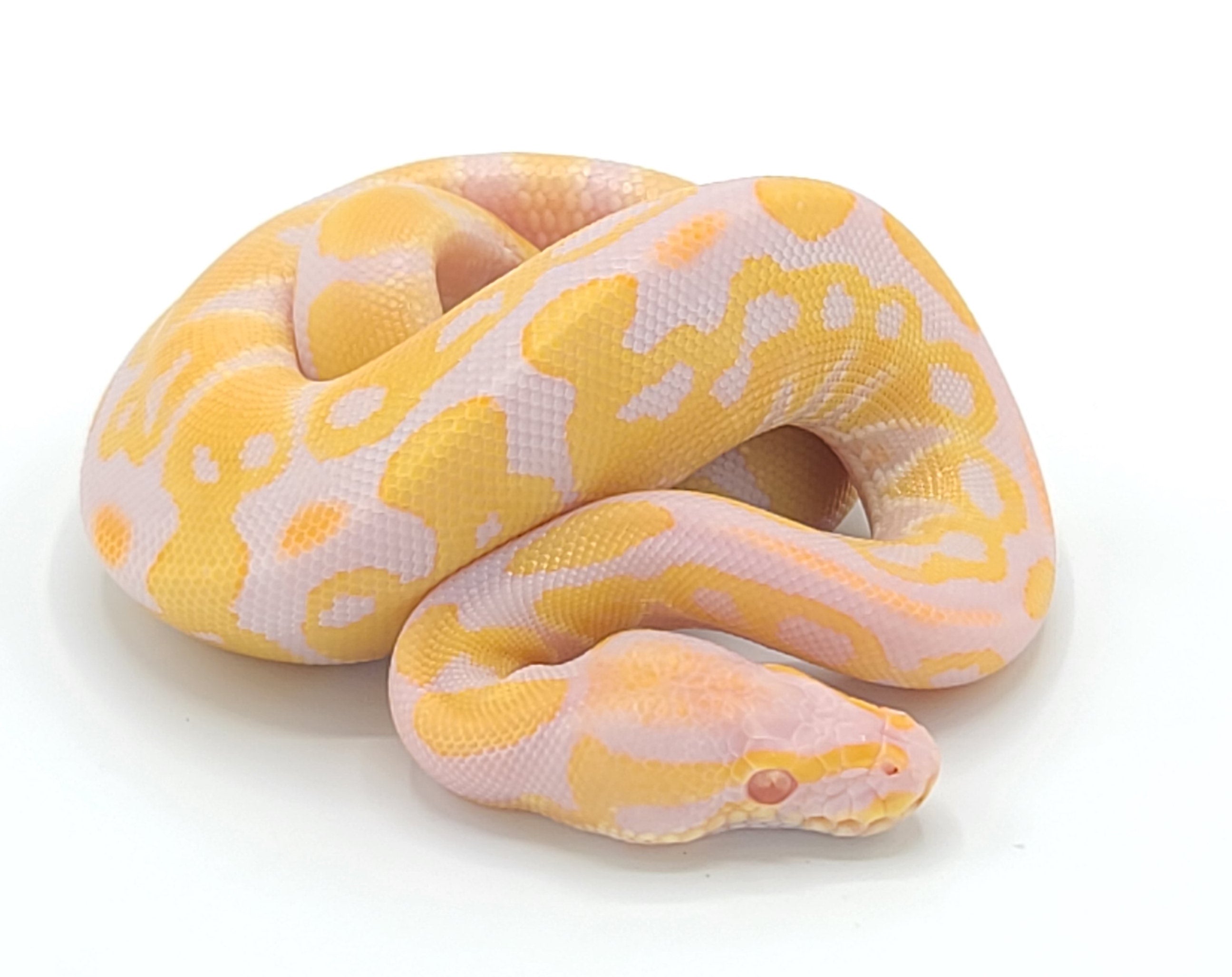 Ball Pythons – Reptile Pets Direct