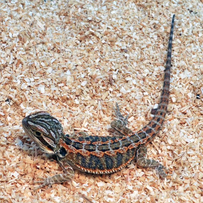 Citrus Bearded Dragon – Reptile Pets Direct