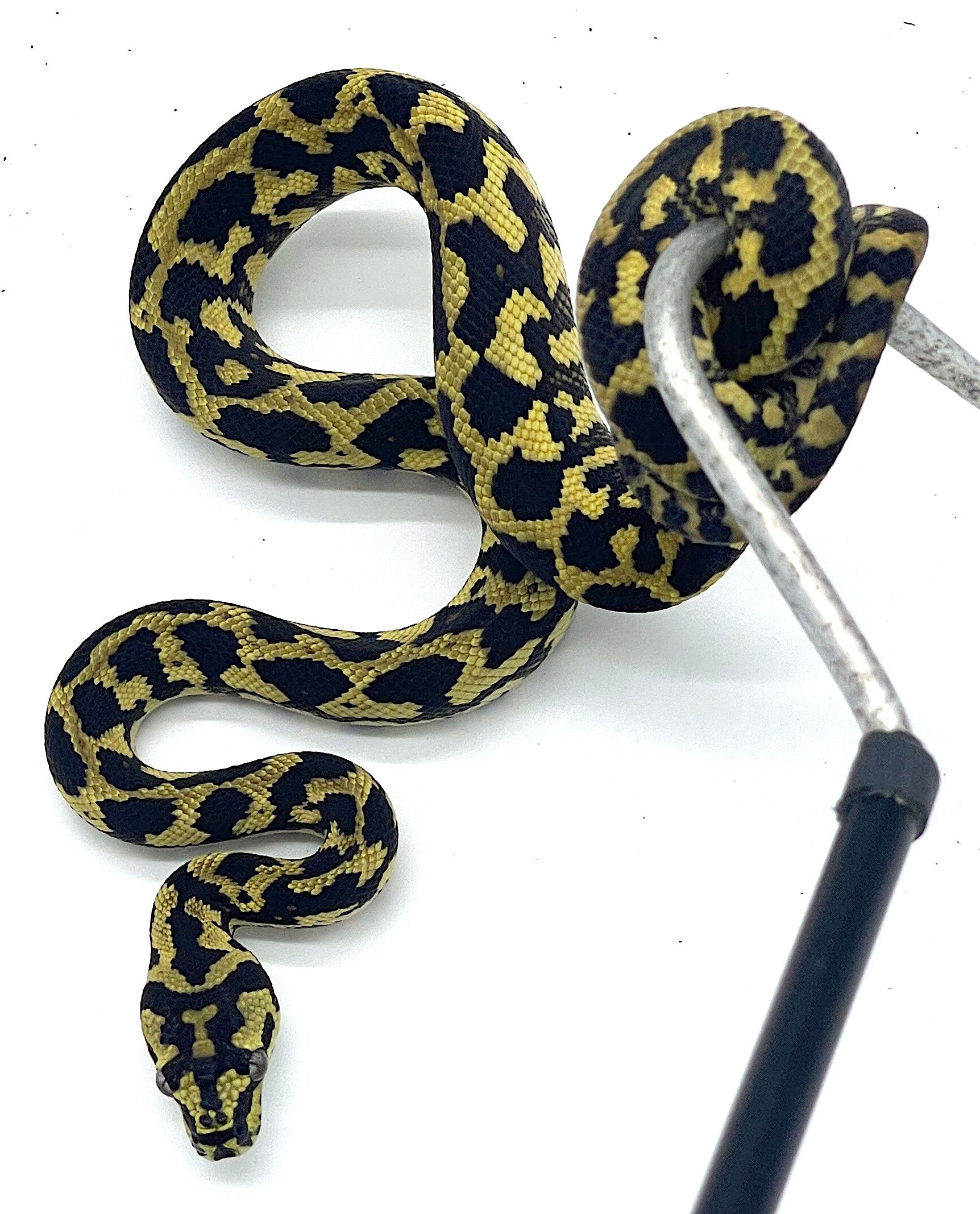 Jaguar Carpet Python
