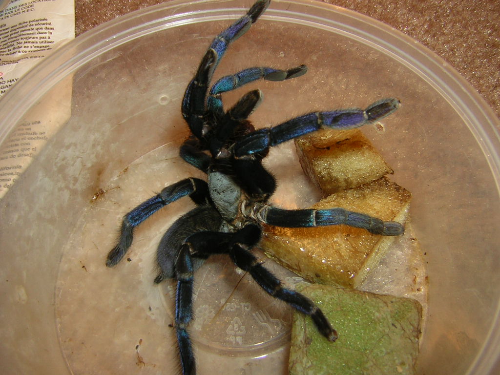 Cobalt Blue Tarantula Cyriopagopus Lividus Reptile Pets Direct   229 1024x1024.JPG