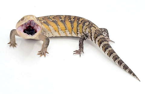 armadillo lizard for sale
