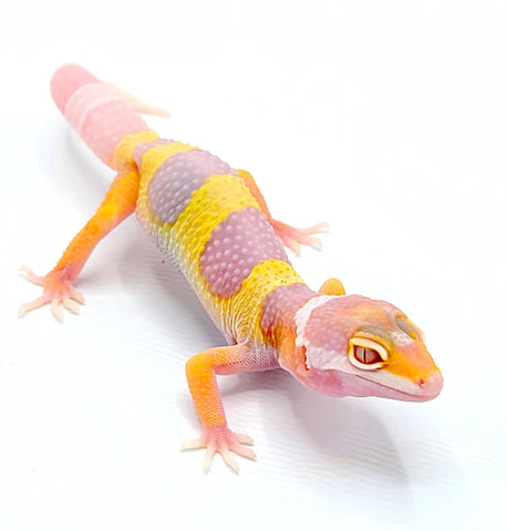 albino gecko