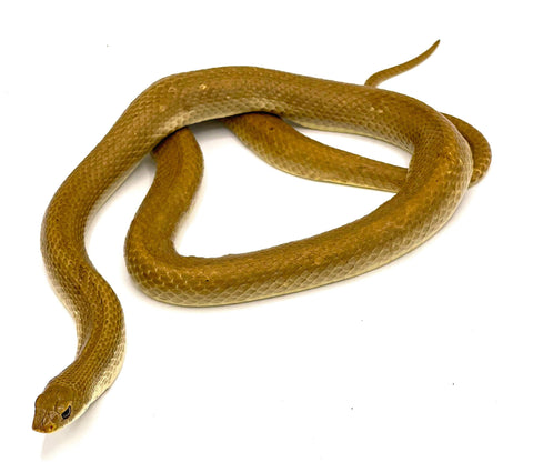 Malagasy Golden HogNose Snake - Reptile Pets Direct