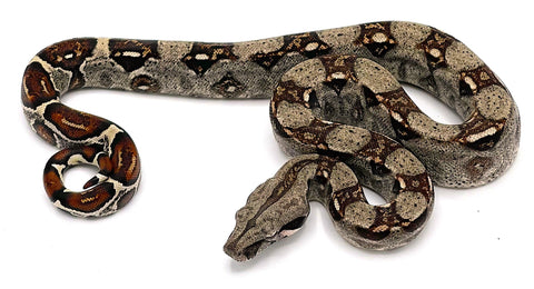 colombian red tail boa price