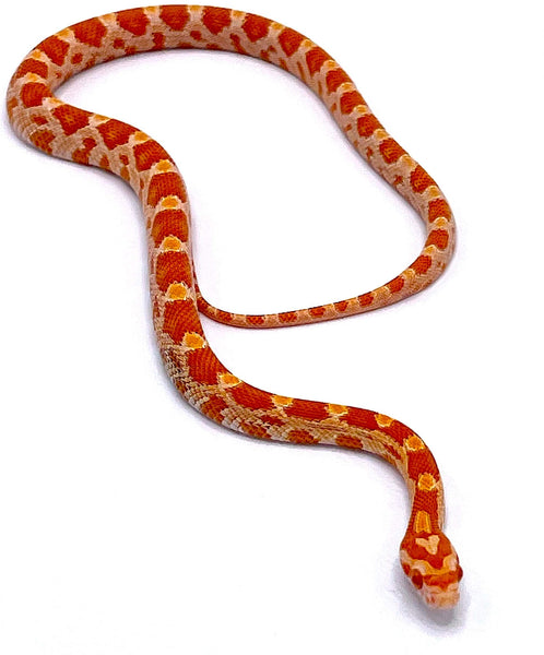 fluorescent orange corn snake