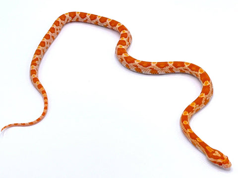 fluorescent orange corn snake